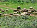 Νέα ενίσχυση για θανατώσεις ζώων από την ευλογιά